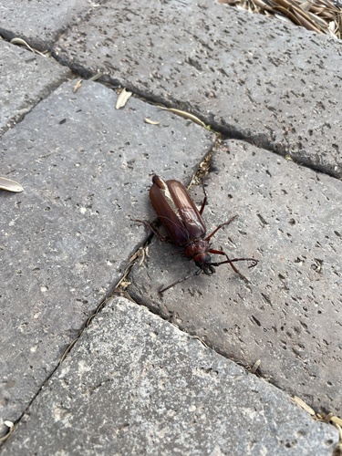 Palo Verde Root Borer