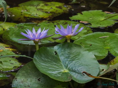 Nymphaea nouchali caerulea