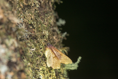 Plagodis reticulata