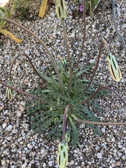 Anisocoma acaulis
