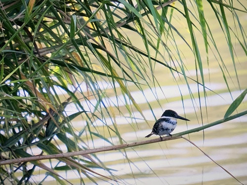 Green Kingfisher