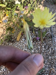 Anisocoma acaulis