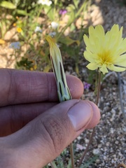 Anisocoma acaulis