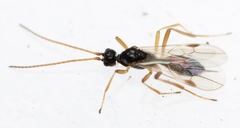 Blacus ruficornis
