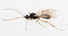 Blacus ruficornis