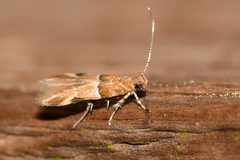 Theisoa constrictella