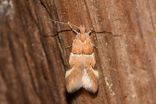 Theisoa constrictella (Zeller, 1873)