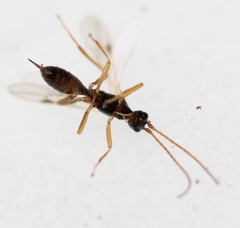 Blacus ruficornis