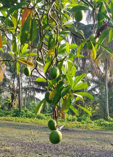 Cerbera odollam, photograph 3