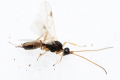 Blacus ruficornis
