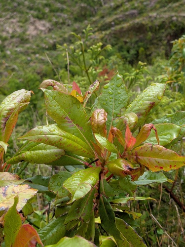 Clethra arborea, photograph 4