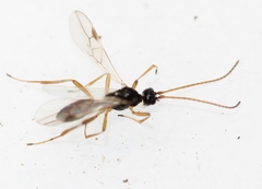 Blacus ruficornis