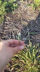 Ornithogalum navaschinii
