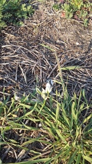 Ornithogalum navaschinii