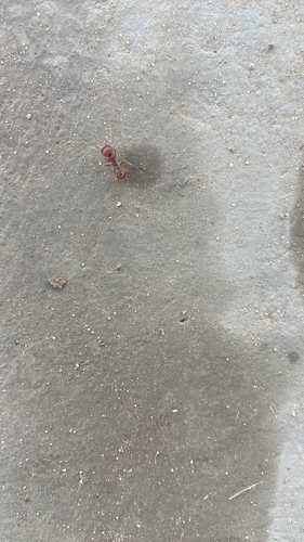 Red Harvester Ant