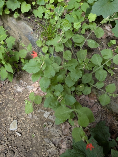 Silene rotundifolia, photograph 4