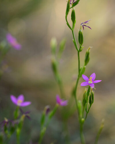 Arizona Centaury