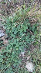 Marrubium