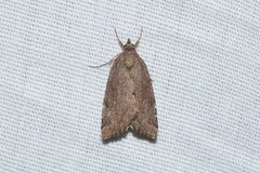 Cutina albopunctella