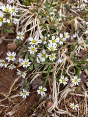 Draba verna
