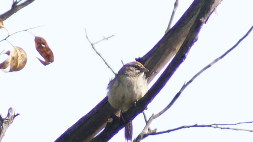Aimophila ruficeps