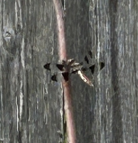 Common Whitetail