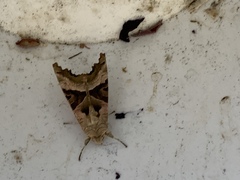 Phlogophora meticulosa