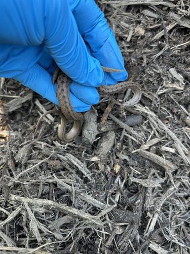 DeKay's Brownsnake