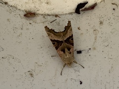 Phlogophora meticulosa