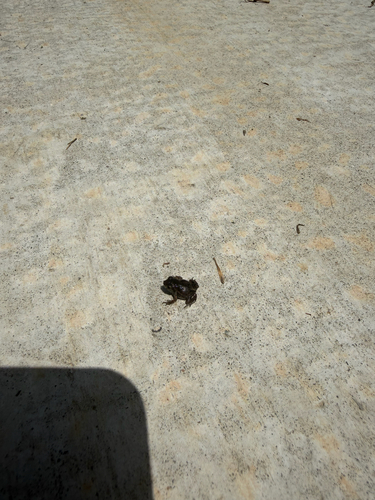 Eastern Spadefoot