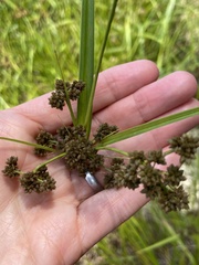 author not stated, no rights reserved Scirpus georgianus, photograph author not stated, no rights reserved