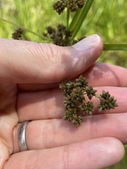 author not stated, no rights reserved Scirpus georgianus, photograph author not stated, no rights reserved