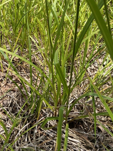 Scirpus georgianus, photograph 6