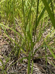 Scirpus georgianus, photograph author not stated, no rights reserved