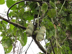 Mucuna argyrophylla image