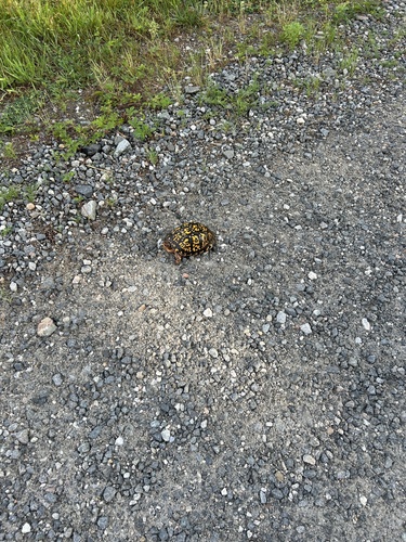 Eastern Box Turtle