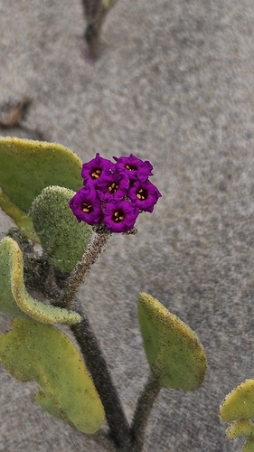 iNaturalist observation photo of red sand-verbena