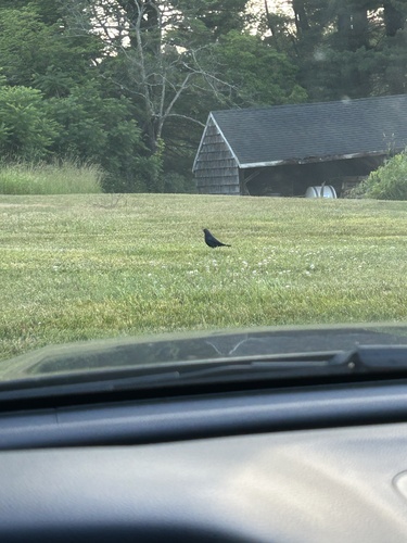 Brown-headed Cowbird