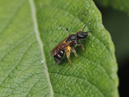 Furry-claspered Furrow Bee