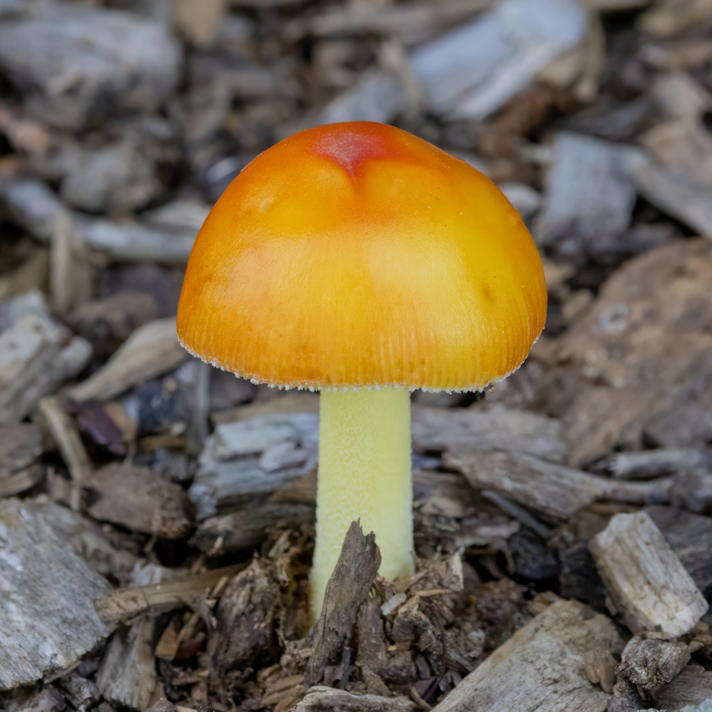 False Caesar's Mushroom · June 2026 · photo: Photo: (c) Dan Vickers, some rights reserved (CC BY) · iNaturalist