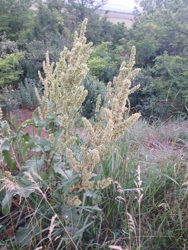 Rumex patientia, photograph 5