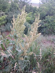 (c) Oleksii Vasyliuk, some rights reserved (CC BY) Rumex patientia, photograph (c) Oleksii Vasyliuk, some rights reserved (CC BY)