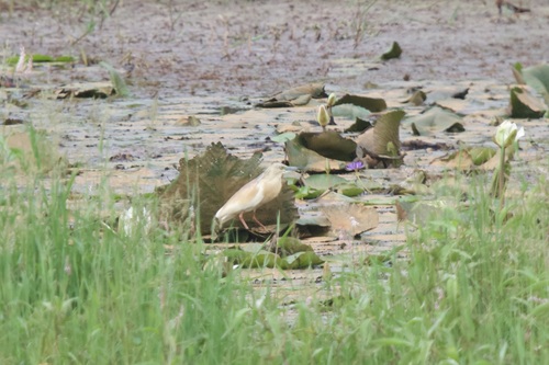 Squacco Heron