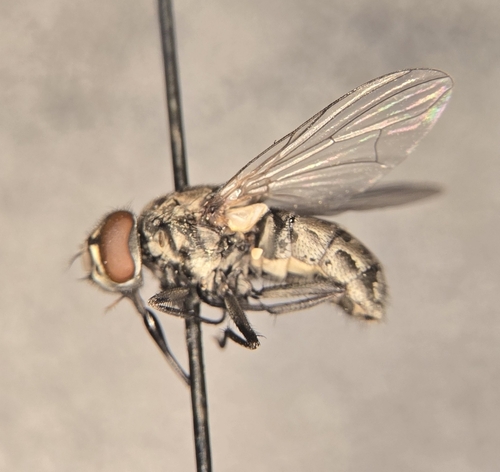 Stable Fly