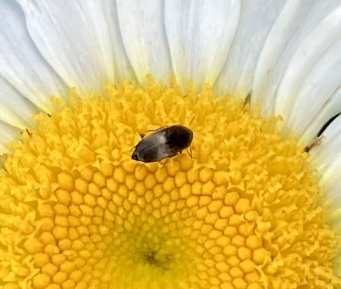 Three-banded False Flower Beetle