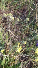 Alyssum trichostachyum