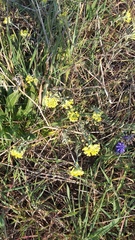 Alyssum trichostachyum