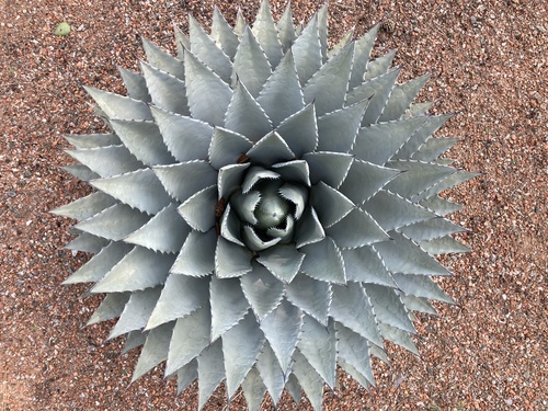Parry's agave