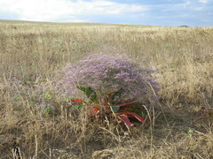 Limonium platyphyllum