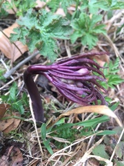 Cardamine heptaphylla
